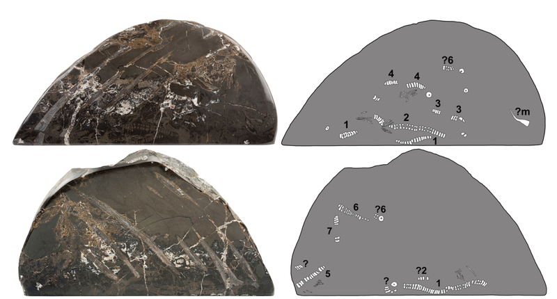 The fossil (left) and the location of the embryos (right). The bands that streak across the fossil are the mother’s ribs.